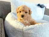 Şahane Malti̇poo Bebekler
