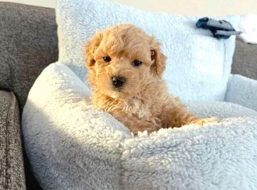 Şahane Malti̇poo Bebekler görsel