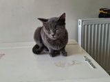 British Kedi