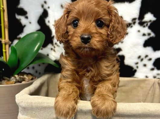 SEVGİ DELİSİ MALTİPOO BEBEKLER