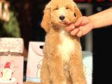 DEV BOY ÖZEL RENK LABRADOODLE ANTİALERJİK AŞILI