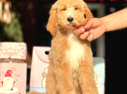 Dev Boy Özel Renk Labradoodle Anti̇alerji̇k Aşili
