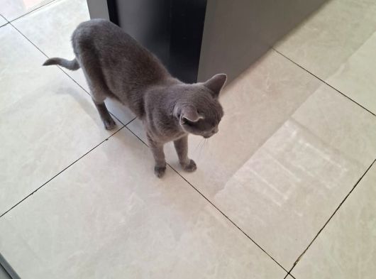 British Kedi görsel