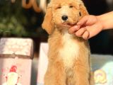 Dev Boy Özel Renk Labradoodle Anti̇alerji̇k Aşili