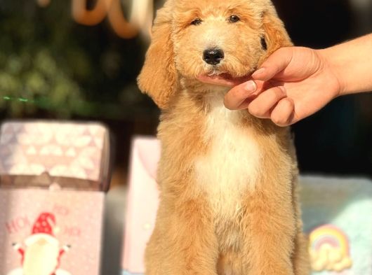 Dev Boy Özel Renk Labradoodle Anti̇alerji̇k Aşili görsel