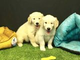 Bebek Yüzlü Golden Retriever Yavrularımız
