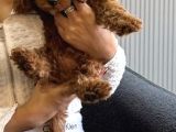 Kore Tıy Poodle