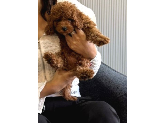 Kore Tıy Poodle görsel