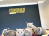 Kedi̇ci̇den Mükemmel Scottish Fold Yavrulari Ankara