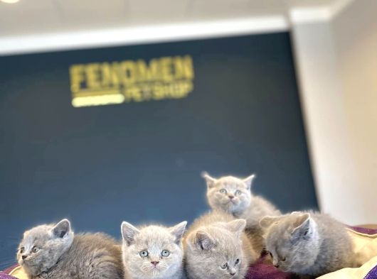 Kedi̇ci̇den Mükemmel Scottish Fold Yavrulari Ankara görsel