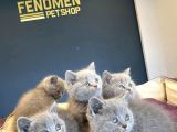 Kedi̇ci̇den Mükemmel Scottish Fold Yavrulari Ankara