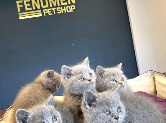 Kedi̇ci̇den Mükemmel Scottish Fold Yavrulari Ankara görsel
