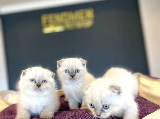 Kedi̇ci̇den Mükemmel Scottish Fold Yavrulari Ankara görsel