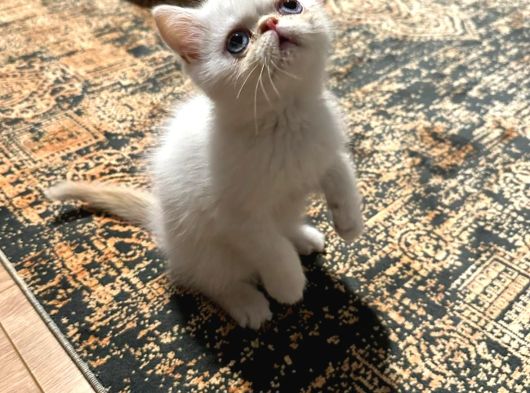 Yavrularımız Yeni Yuvalarını Arıyor görsel