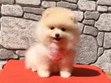 Pomerani̇an Boo Sağlik Garanti̇li̇