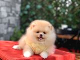 Orji̇nal Pomerani̇an Boo Yavrular