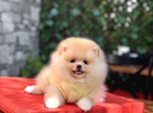 Orji̇nal Pomerani̇an Boo Yavrular görsel