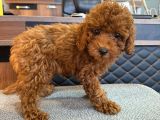 Kore Tıy Poodle