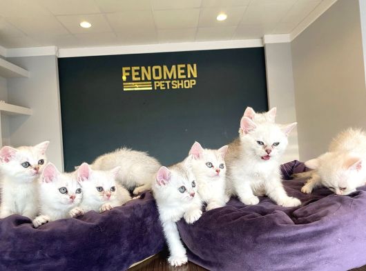 Kedi̇ci̇den Mükemmel Scottish Fold Yavrulari Ankara görsel