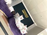 Kedi̇ci̇den Mükemmel Scottish Fold Yavrulari Ankara