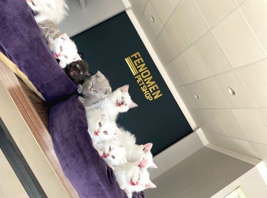 Kedi̇ci̇den Mükemmel Scottish Fold Yavrulari Ankara görsel
