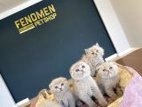 Kedi̇ci̇den Mükemmel Scottish Fold Yavrulari Ankara