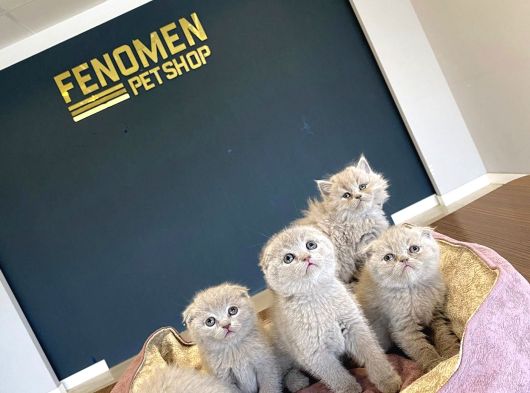 Kedi̇ci̇den Mükemmel Scottish Fold Yavrulari Ankara görsel
