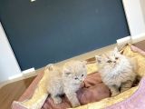 Kedi̇ci̇den Mükemmel Scottish Fold Yavrulari Ankara