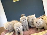 KEDİCİDEN MÜKEMMEL SCOTTISH FOLD YAVRULARI ANKARA