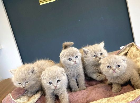 Kedi̇ci̇den Mükemmel Scottish Fold Yavrulari Ankara