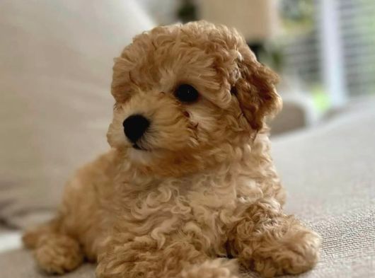 MÜKEMMEL MALTİPOO YAVRULAR