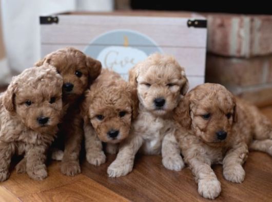 UFACIK MALTİPOO YAVRULAR