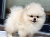 ORJİNAL POMERANİAN BOO ÇOCUKLAR