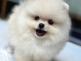 Orji̇nal Pomerani̇an Boo Çocuklar