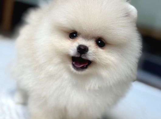 Orji̇nal Pomerani̇an Boo Çocuklar görsel