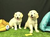Bebek Yüzlü Golden Retriever Yavrularımız
