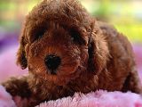 Kore Kan Red Brown Toy Poodle