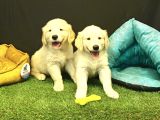 Bebek Yüzlü Golden Retriever Yavrularımız