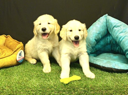 Bebek Yüzlü Golden Retriever Yavrularımız görsel