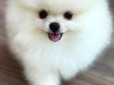 Orji̇nal Pomerani̇an Boo Çocuklar