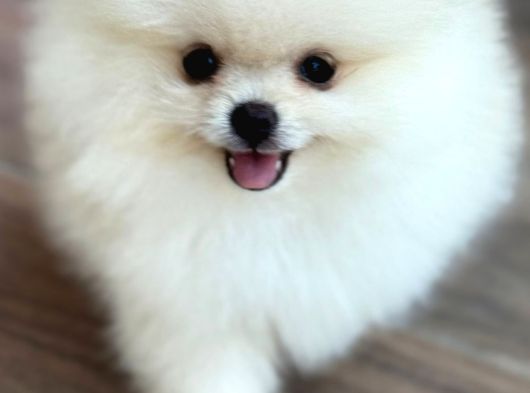 Orji̇nal Pomerani̇an Boo Çocuklar görsel