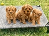 Şahane Malti̇poo Bebekler