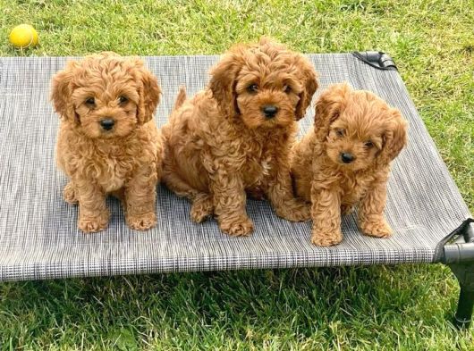 ŞAHANE MALTİPOO BEBEKLER