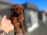 Orji̇nal Toy Poodle Çocuklar