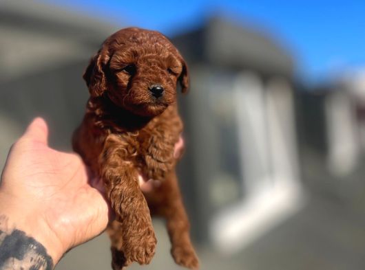 Orji̇nal Toy Poodle Çocuklar görsel