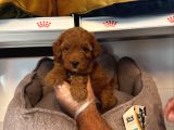 ORJİNAL RED BROWNE TOY POODLE YAVRULARI