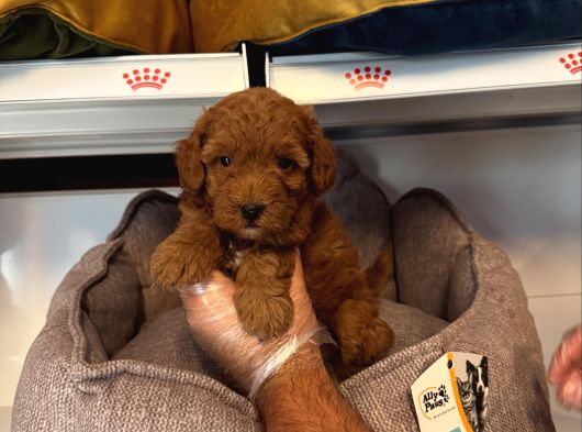 ORJİNAL RED BROWNE TOY POODLE YAVRULARI