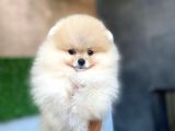 Tüy Yumağı Pomeranian Boo