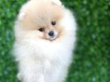 Tüy Yumağı Pomeranian Boo