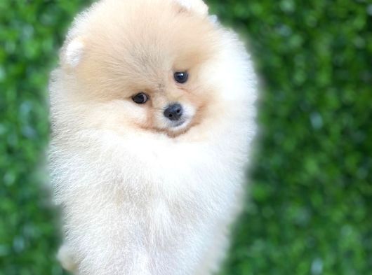 Tüy Yumağı Pomeranian Boo görsel
